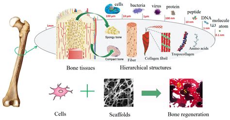 Microfibrilar Collagen: Uma Jornada Através da Engenharia de Tecidos e da Regeneração!